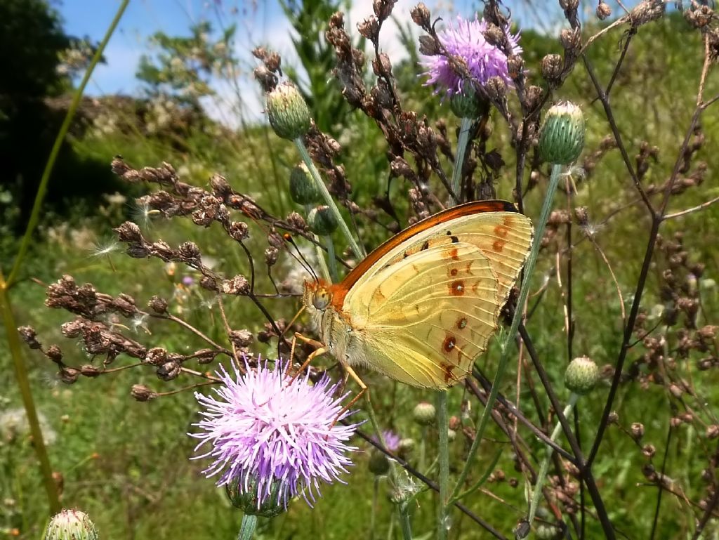 Un''adippe tutta d''oro